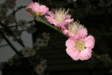 Prunus mume 'Omoi-no-mama' RCP02-07 046.jpg